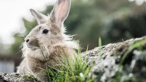 Rabbit Skye at Burford rehoming centre